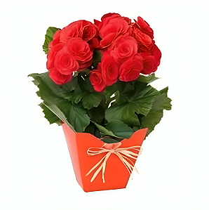 095 - Begônia Plantada