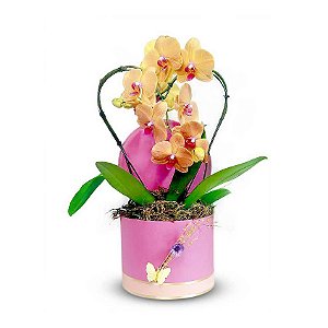 Orquídea Phalaenopsis coração.
