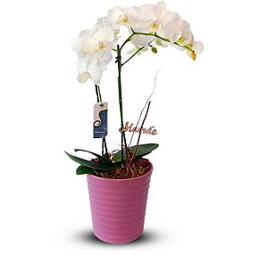 Orquídea Média em Vaso de Cerâmica Rosé