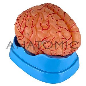 Cérebro com Artérias, em 9 Partes -  TZJ-0303-A