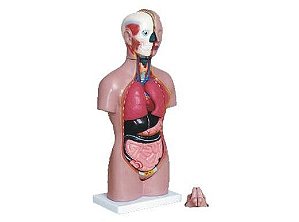 Modelo Torso Bissexual 42cm C/ 14 Partes TGD-0206-C