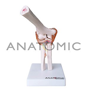 Modelo Articulação Do Cotovelo Com Ligamentos TGD-0161C