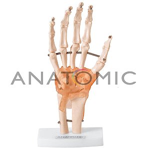 Modelo Articulação da Mão Com Ligamentos TGD-0162C