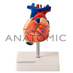 Modelo Coração Tamanho Natural Em 2 Partes TGD-0322