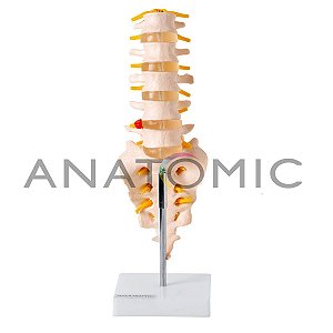 Modelo Coluna Vertebral Lombar TGD-0145B