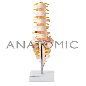 Modelo Coluna Vertebral Lombar TGD-0145B