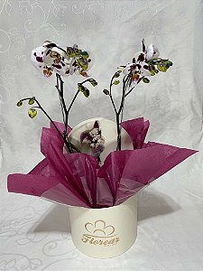 Orquídea Pintada Box Florear