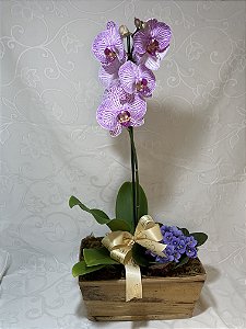 orquidea roxa - Florear Flores e Cestas