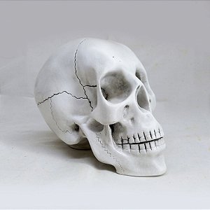 Crânio 15cm - Branca (caveira)