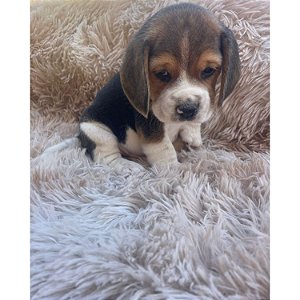 FILHOTE BEAGLE 13 POLEGADAS