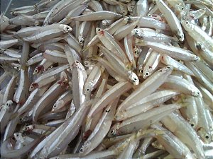 Manjuba Congelado