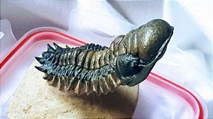 Fóssil da Trilobita Cheirurus