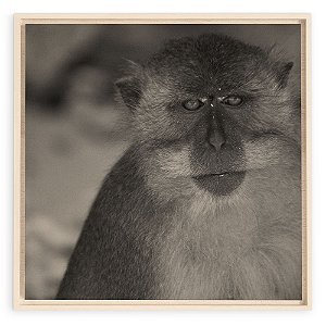 Collection - Krabi Monkey PB