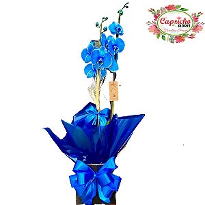 Orquídea Phalaenopsis Azul
