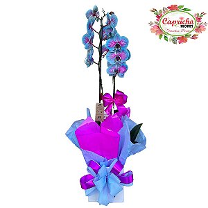 Orquidea Phalaenopsisi Frozen