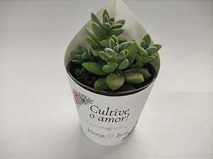 Rótulos para Suculentas