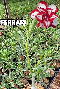 Rosa do Deserto Enxerto - Ferrari-Dancruz Plantas - Dancruz Plantas