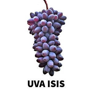 Kit com 5 Mudas uva Isis sem semente Enxertada