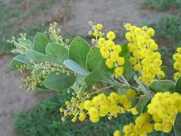 Muda de Acácia Mimosa-Dancruz Plantas - Dancruz Plantas