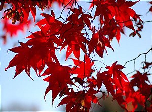 Muda Acer Palmatum ou Momiji - Cor Outonal Vermelha