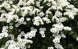 Muda Flor Manto Branco  ou Lençol Branco– Turbina corymbosa
