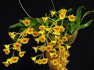 Dendrobium Crisotoxum