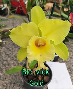 Cattleya Vicky Gold