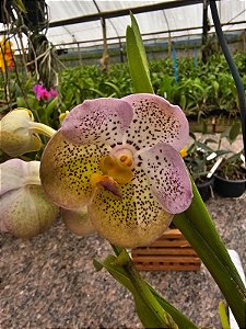 Vanda Boonyarit Diamond