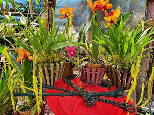 Pendurador de 4 pernas