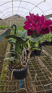 Blc Maria de Lacosta