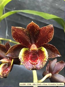 catasetum after dark x Catasetum Crownfox Voodoo