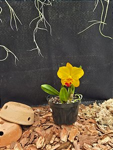 Cattleya Ayrton Senna