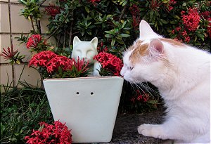 Vaso de Parede Gato Pendurado