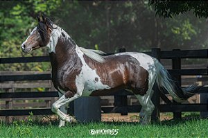 Ilustre Equador