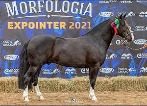 Quebracho Negro do Morro Chato