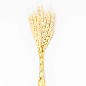 Trigo Alvejado Natural para Decoração - Feixe com 40 espigas