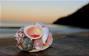 shell pack w/ flat starfish 15 cm - unid