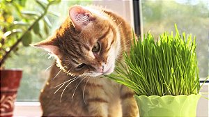 Grama dos gatos/ Cat grass (Dactylis glomerata) - 100 sementes para cultivo