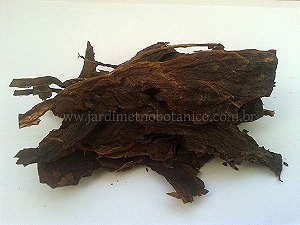 Mapacho (Nicotiana rustica) - Tabaco orgânico