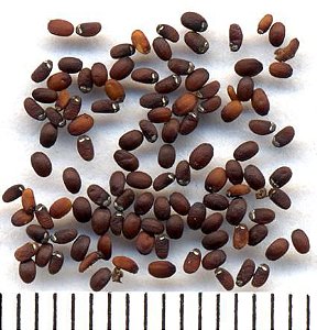 Erva dos Gatos (Nepeta cataria) - 50 sementes para cultivo