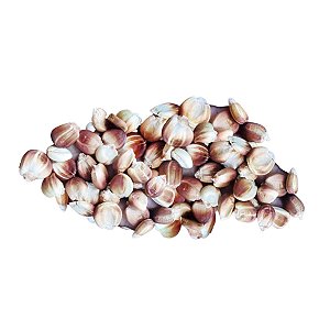 Milho Peruano Andino Vermelho Cancha Serrana 500g