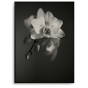 Quadro Decorativo Flor branca e fundo escuro.