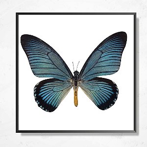 Quadro decorativo Borboleta Azul.