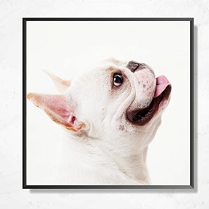 Quadro decorativo Cachorro.