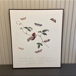 Quadro Botânico Borboletas Vintage. Medida 60x70 cm com moldura preta.