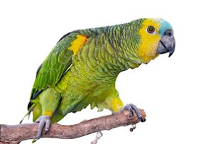 Papagaio-verdadeiro (Amazona aestiva).