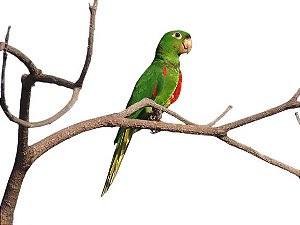 Periquito Maracanã (Psittacara leucophthalmus)