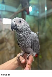 Papagaio do Congo - R$15.900,00 Parcelamento em 10x sem juros (Leia descrição)