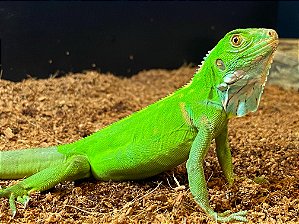 Iguana Amazônica (iguana iguana) - R$ 3.700,00 à Vista ou em 6 x 650,00 no cartão. (LEIA A DESCRIÇÃO)