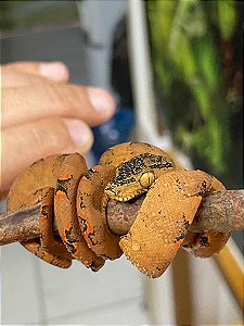 Suaçuboia (Corallus hortulana) - R$ 4.655,00 à vista ou em 10 x 499,00 no Cartão (LEIA A DESCRIÇÂO)